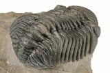 Detailed Morocops Trilobite Fossil - Morocco #204247-4